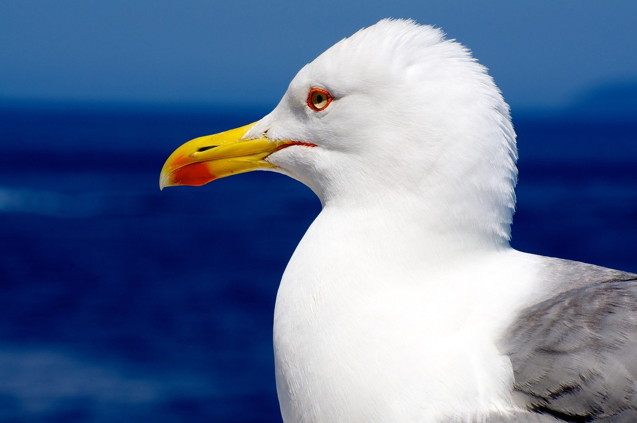 Tips for Photographing Wildlife in National Parks